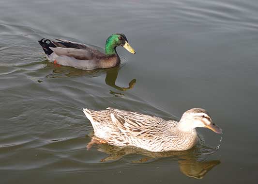 IMGP6082.JPG