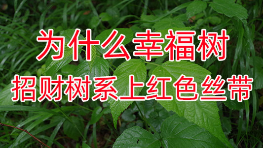 IMGP10225.jpg